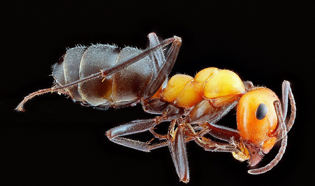Ant Control service in Azusa, CA