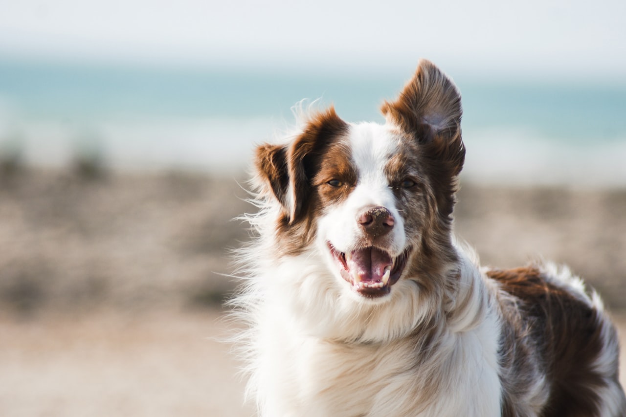 Flea & Tick Control service in Azusa, CA