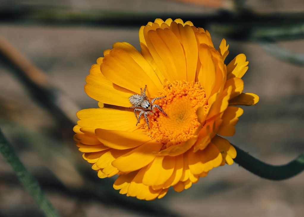 Spider Control service in Azusa, CA